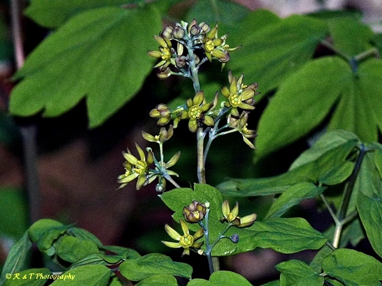 {Caulophyllum thalictroides}